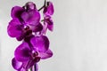 Purple Phalaenopsis orchid flower on light grey background. Close up view of Thailand tropical flowers Royalty Free Stock Photo