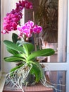 Purple Phalaenopsis Orchid in a flowerpot against a window. Indoor balcony home flower.