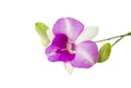 Purple Phalaenopsis orchid flowers on white background Royalty Free Stock Photo