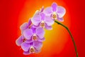 Delicate purple phalaenopsis orchids against colorful abstract background