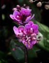 Purple phalaenopsis orchids in full bloom