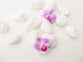 Purple Phalaenopsis Orchids with white stones Royalty Free Stock Photo