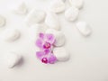 Purple Phalaenopsis Orchids with white stones Royalty Free Stock Photo