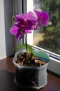 Purple Phalaenopsis on a windowsill.