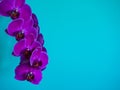 Purple phaleanopsis orchid on blue background Royalty Free Stock Photo