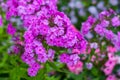 Purple phlox bright saturated close-up bright sunny day