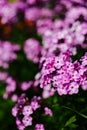 Purple phlox flowering in a flowerbed in a country garden Royalty Free Stock Photo