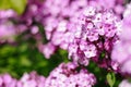 Purple phlox flowering in a flowerbed in a country garden Royalty Free Stock Photo