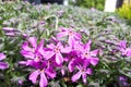 Purple phlox subulata. small flowers bloom in late spring Royalty Free Stock Photo