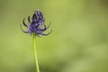 Purple Phyteuma Spicatum flower, spiked rampion flower