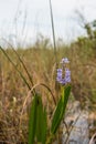 Purple Pickerelweed in the Everglades swamp in Florida
