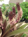 Purple Pineapple Lily - Eucomis