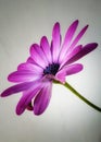 Purple Pink African Daisy Osteospermum Flower Royalty Free Stock Photo