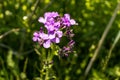 Purple pink annual honesty flower - green background blurred