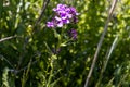 Purple pink annual honesty flower - green background blurred