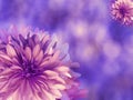 Purple-pink autumn flowers, on blue-violet blurred background . Closeup. Bright floral composition, card for the holiday. coll