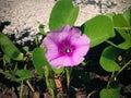 Purple Pink Blooming Flower Petals Of Pes-caprae Or Beach Morning Glory Plants Grow Wild Along The Coastal Road Royalty Free Stock Photo