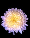 Chrysanthemum flower on black background beauty in nature Royalty Free Stock Photo