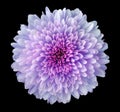 Purple-pink-blue flower chrysanthemum, garden flower, black isolated background with clipping path. Closeup. no shadows. pink ce Royalty Free Stock Photo