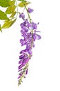 Purple pink blue Wisteria flower branch isolated on white