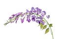 Purple pink blue Wisteria flower branch isolated on white