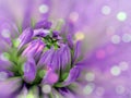 Purple-pink blurred background dahlia flower. flower on the blurred background. floral composition. floral background. Royalty Free Stock Photo