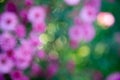 Purple pink blurry flowers banner or panorama background picture. Beautiful gently flowers in the own garden Royalty Free Stock Photo