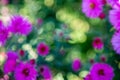 Purple pink blurry flowers banner or panorama background picture. Beautiful gently flowers in the own garden Royalty Free Stock Photo