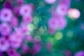 Purple pink blurry flowers banner or panorama background picture. Beautiful gently flowers in the own garden