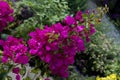 purple pink bougainvillea flowers and leaves in a garden