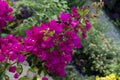 purple pink bougainvillea flowers and leaves in a garden