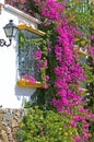 Purple or pink bouganvilla on side of house Royalty Free Stock Photo