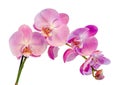 Purple, pink branch orchid flowers with green leaves, Orchidaceae, Phalaenopsis known as the Moth Orchid, abbreviated Phal. Royalty Free Stock Photo