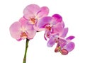 Purple, pink branch orchid flowers with green leaves, Orchidaceae, Phalaenopsis known as the Moth Orchid, abbreviated Phal. Royalty Free Stock Photo