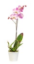 Purple, pink branch orchid flowers with green leaves, Orchidaceae, Phalaenopsis known as the Moth Orchid, abbreviated Phal. Royalty Free Stock Photo