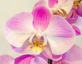 Purple, pink branch orchid flowers with green leaves, Orchidaceae, Phalaenopsis known as the Moth Orchid, abbreviated Phal. Royalty Free Stock Photo