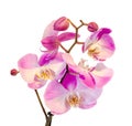 Purple, pink branch orchid flowers with green leaves, Orchidaceae, Phalaenopsis known as the Moth Orchid, abbreviated Phal. Royalty Free Stock Photo
