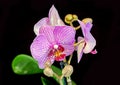 Purple, pink branch orchid flowers, Orchidaceae, Phalaenopsis known as the Moth Orchid, abbreviated Phal. Royalty Free Stock Photo