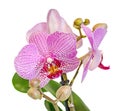 Purple, pink branch orchid flowers, Orchidaceae, Phalaenopsis known as the Moth Orchid, abbreviated Phal. Royalty Free Stock Photo