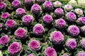 The purple pink cabbage flowers in field