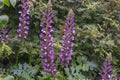 Purple, pink cardinal flower  blossom siphilitic lobelia Royalty Free Stock Photo