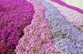 Purple, pink carpet of flowers. Royalty Free Stock Photo