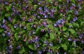 Purple and pink carpet of flowers of a  perennial herb lungwort Pulmonaria obscura Royalty Free Stock Photo