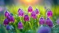 Purple and pink checkered Fritillaria Meleagris in a fresh spring setting