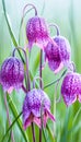 Purple and pink checkered Fritillaria Meleagris in a fresh spring setting