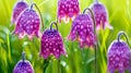 Purple and pink checkered Fritillaria Meleagris in a fresh spring setting