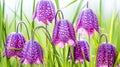 Purple and pink checkered Fritillaria Meleagris in a fresh spring setting