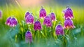 Purple and pink checkered Fritillaria Meleagris in a fresh spring setting