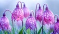 Purple and pink checkered Fritillaria Meleagris in a fresh spring setting