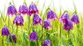 Purple and pink checkered Fritillaria Meleagris in a fresh spring setting